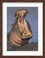 Close-up of a Hippopotamus, Lake Manyara, Arusha Region, Tanzania Fine Art Print