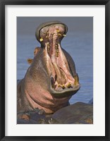 Close-up of a Hippopotamus, Lake Manyara, Arusha Region, Tanzania Fine Art Print