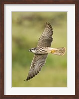 Close-up of a Lanner falcon flying, Lake Manyara, Arusha Region, Tanzania (Falco biarmicus) Fine Art Print