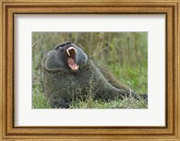 Close-up of an Olive baboon yawning, Lake Nakuru, Kenya (Papio anubis) Fine Art Print