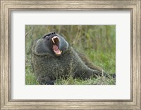 Close-up of an Olive baboon yawning, Lake Nakuru, Kenya (Papio anubis) Fine Art Print
