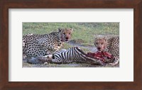 Portrait of two cheetahs eating a zebra, Ngorongoro Conservation Area, Arusha Region, Tanzania (Acinonyx jubatus) Fine Art Print
