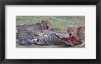 Portrait of two cheetahs eating a zebra, Ngorongoro Conservation Area, Arusha Region, Tanzania (Acinonyx jubatus) Fine Art Print