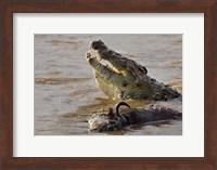Nile crocodile with a dead wildebeest in a river, Masai Mara National Reserve, Kenya (Crocodylus niloticus) Fine Art Print
