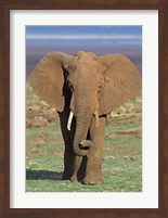 Close-up of an African elephant walking in a field, Lake Manyara, Arusha Region, Tanzania (Loxodonta Africana) Fine Art Print