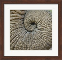 Close-up of an Elephant trunk, Ngorongoro Conservation Area, Arusha Region, Tanzania Fine Art Print