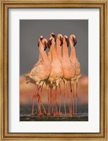 Flock of eight flamingos wading in water, Lake Nakuru, Kenya Fine Art Print