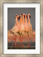Flock of eight flamingos wading in water, Lake Nakuru, Kenya Fine Art Print