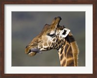 Close-up of a Rothschild's giraffe, Lake Nakuru, Kenya (Giraffa camelopardalis rothschildi) Fine Art Print