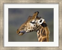 Close-up of a Rothschild's giraffe, Lake Nakuru, Kenya (Giraffa camelopardalis rothschildi) Fine Art Print