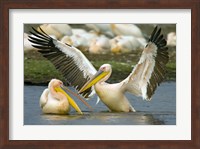 Two Great white pelicans wading in a lake, Lake Nakuru, Kenya (Pelecanus onocrotalus) Fine Art Print