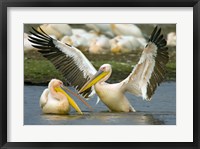 Two Great white pelicans wading in a lake, Lake Nakuru, Kenya (Pelecanus onocrotalus) Fine Art Print