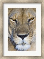 Close-up of a lioness, Masai Mara National Reserve, Kenya (Panthera leo) Fine Art Print