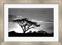 Silhouette of Trees in Black and White, Ngorongoro Conservation Area, Arusha Region, Tanzania Fine Art Print