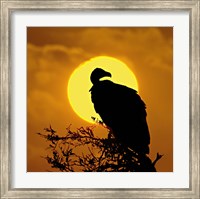 Silhouette of a vulture perching on a branch, Masai Mara National Reserve, Kenya Fine Art Print
