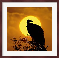 Silhouette of a vulture perching on a branch, Masai Mara National Reserve, Kenya Fine Art Print