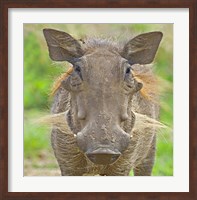 Close-up of a warthog, Lake Manyara, Arusha Region, Tanzania (Phacochoerus aethiopicus) Fine Art Print