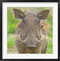 Close-up of a warthog, Lake Manyara, Arusha Region, Tanzania (Phacochoerus aethiopicus) Fine Art Print