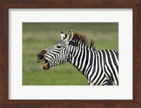 Side profile of a zebra braying, Ngorongoro Conservation Area, Arusha Region, Tanzania (Equus burchelli chapmani) Fine Art Print