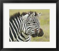 Close-up of two zebras, Ngorongoro Conservation Area, Arusha Region, Tanzania (Equus burchelli chapmani) Fine Art Print