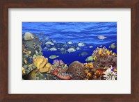 School of fish swimming near a reef Fine Art Print