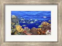 School of fish swimming near a reef Fine Art Print