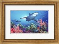 Low angle view of a shark swimming underwater, Indo-Pacific Ocean Fine Art Print