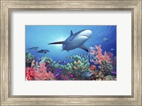 Low angle view of a shark swimming underwater, Indo-Pacific Ocean Fine Art Print