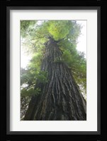Low-Angle View Of Redwood Tree Fine Art Print