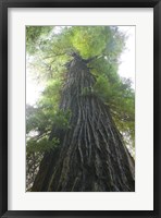 Low-Angle View Of Redwood Tree Fine Art Print