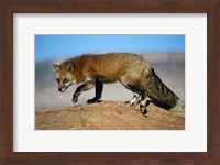 Red Fox On Hilltop Fine Art Print