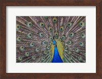 Peacock bird displaying feathers, portrait. Fine Art Print