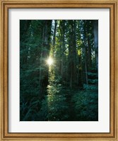 Low angle view of sunstar through redwood trees, Jedediah Smith Redwoods State Park, California, USA. Fine Art Print