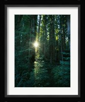 Low angle view of sunstar through redwood trees, Jedediah Smith Redwoods State Park, California, USA. Fine Art Print