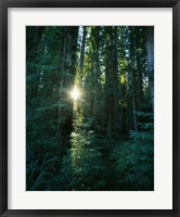 Low angle view of sunstar through redwood trees, Jedediah Smith Redwoods State Park, California, USA. Fine Art Print