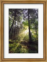 Sunbeams in dense forest, Great Smoky Mountains National Park, Tennessee, USA. Fine Art Print