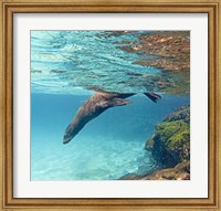 Galapagos sea lion (Zalophus wollebaeki) swimming underwater, Galapagos Islands, Ecuador Fine Art Print