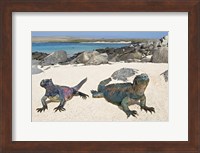 Two Marine iguanas (Amblyrhynchus cristatus) on sand, Galapagos Islands, Ecuador Fine Art Print