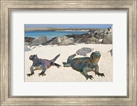 Two Marine iguanas (Amblyrhynchus cristatus) on sand, Galapagos Islands, Ecuador Fine Art Print