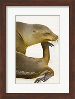 Galapagos Sea Lion (Zalophus wollebaeki), Galapagos Islands, Ecuador Fine Art Print