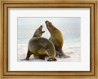 Two Galapagos sea lions (Zalophus wollebaeki) on the beach, Galapagos Islands, Ecuador Fine Art Print