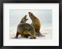 Two Galapagos sea lions (Zalophus wollebaeki) on the beach, Galapagos Islands, Ecuador Fine Art Print
