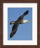 Waved albatross (Diomedea irrorata) flying in the sky, Galapagos Islands, Ecuador Fine Art Print
