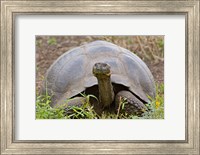 Close-up of a Galapagos Giant tortoise (Geochelone elephantopus), Galapagos Islands, Ecuador Fine Art Print