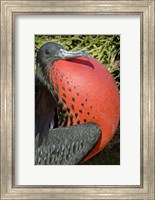 Close-up of a Magnificent Frigatebird (Fregata magnificens), Galapagos Islands, Ecuador Fine Art Print
