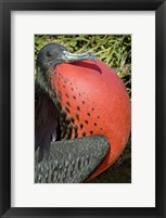 Close-up of a Magnificent Frigatebird (Fregata magnificens), Galapagos Islands, Ecuador Fine Art Print