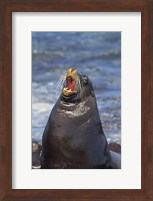 Galapagos sea lion (Zalophus wollebaeki) on the beach, Galapagos Islands, Ecuador Fine Art Print