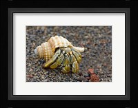 Close-up of a Hermit crab (Coenobita clypeatus), Galapagos Islands, Ecuador Fine Art Print
