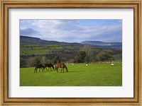 Horses and Sheep in the Barrow Valley, Near St Mullins, County Carlow, Ireland Fine Art Print