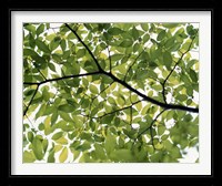 Backlit green tree branch Fine Art Print